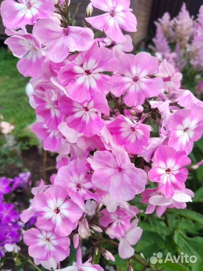 Флоксы сортовые