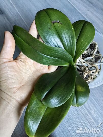 Орхидея фаленопсис Kimono