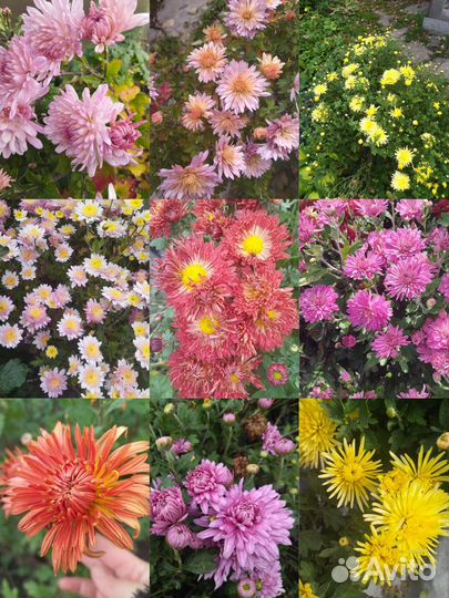 Наборы хризантем