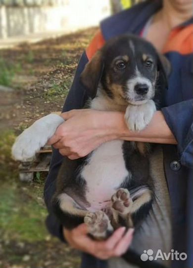 Собака в добрые руки