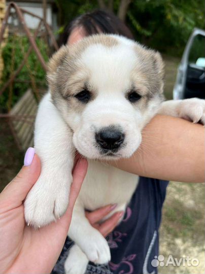 Щенки от лучших производителей