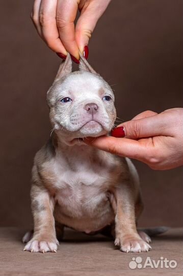 Американский булли