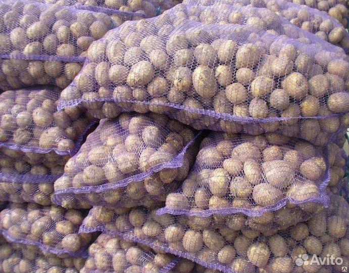 Продам картофель оптом