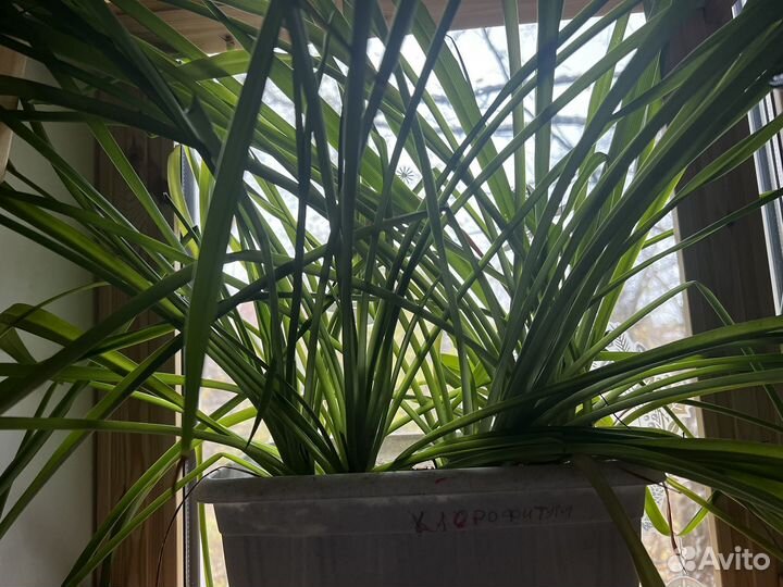 Хлорофитум