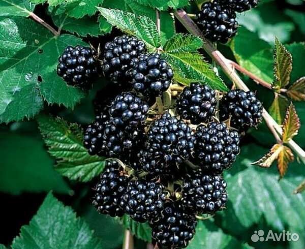 Саженцы вишни, облепихи, смородины, сливы, ежевики