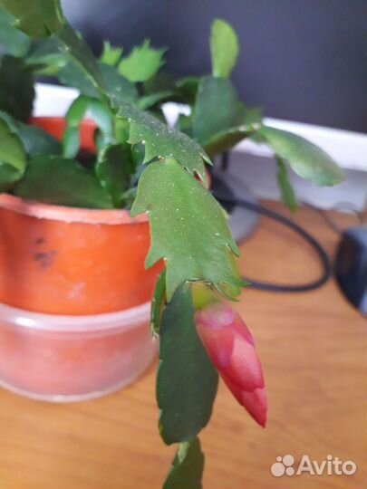 Декабрист шлюмбергера алый