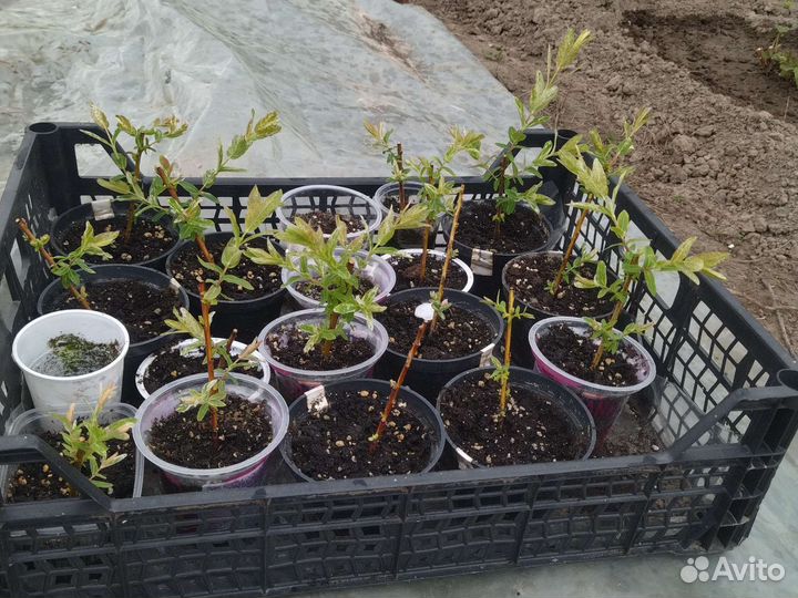 Декоративные растения для сада