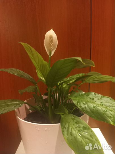 Спатифиллум