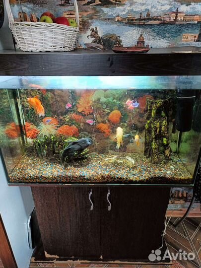 Аквариум с тумбой и рыбками