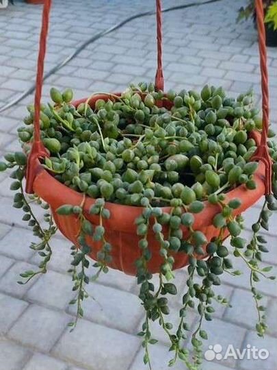 Оттона Герейна, хавортия