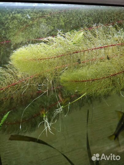 Гигантская валиснерия, перистолистник