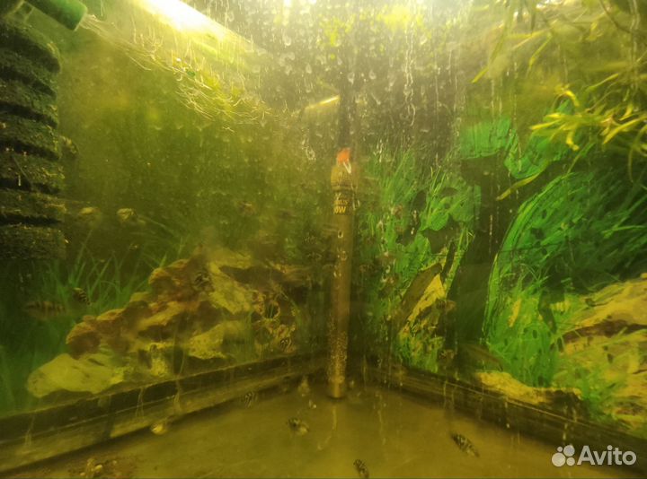 Сапфировые попугаи