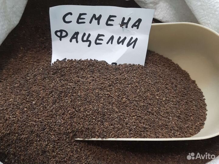 Семена фацелии