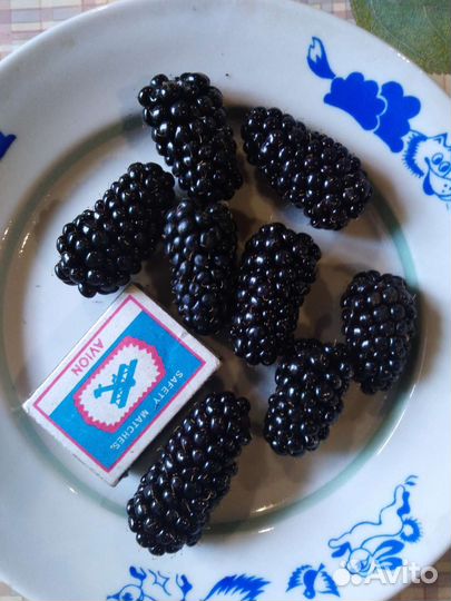 Саженцы малины ежевики клубники