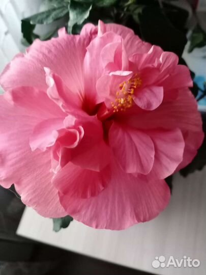 Гибискусы голландские