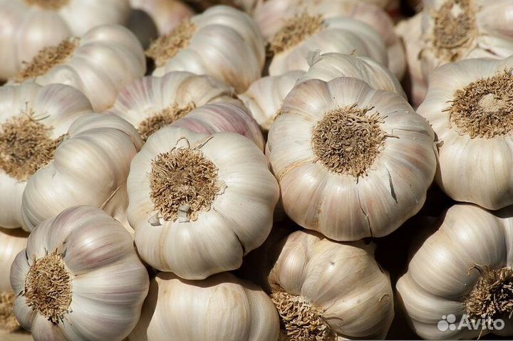 Чеснок на еду и на посадку