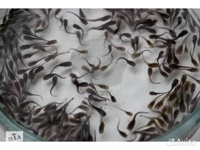 Малек Африканского Сома