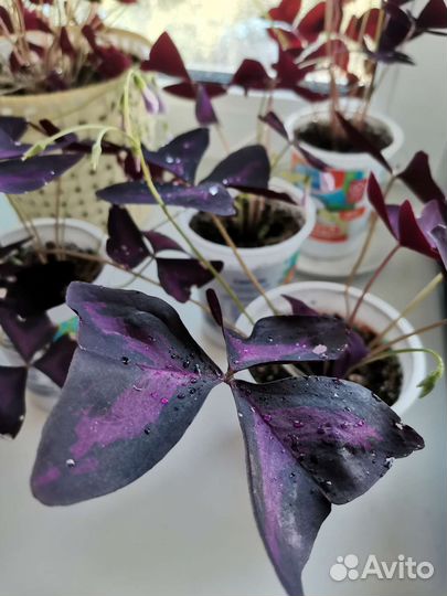 Кислица оксалис