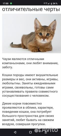 Котята чаузи