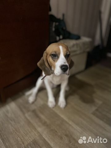 авито животные самара и самарская. такса щенок девочка. авито животные самара и самарская. белые козы и козлята. авито самарская область животные.