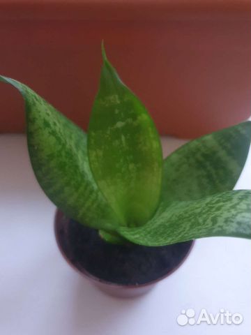 Сансевиерия ханни