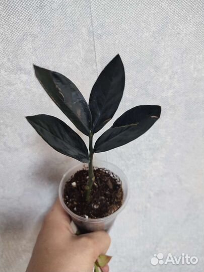 Замиокулькас черный Блек равен