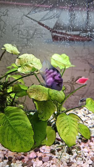 Аквариумные рыбы попугай