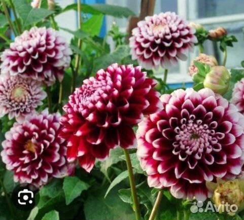 Георгины корень