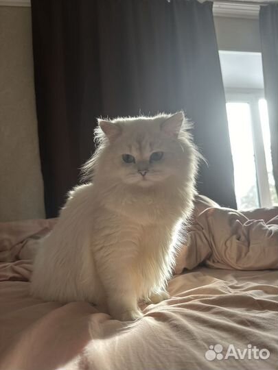 Шотланская кошка