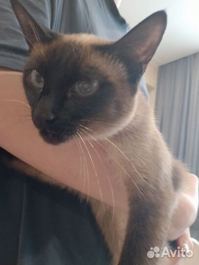Сиамская кошечка