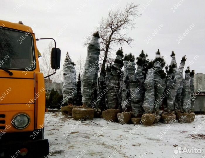 Дерево кедра
