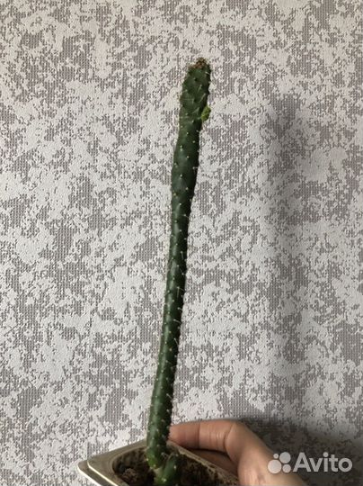 Кактус из Турции