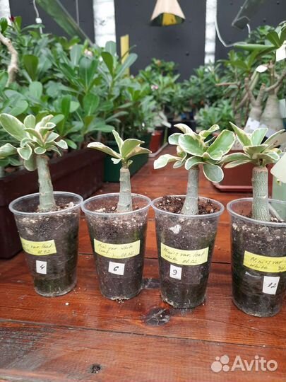 Мини адениум махровый, вариегатный