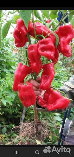 Рассада болгарского перца