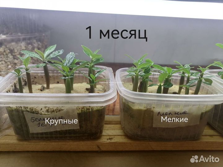 Семена адениума обесум микс