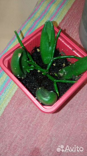 Крассула толстянка