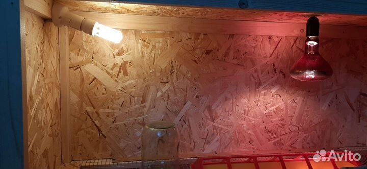 Брудер для цыплят, утят, гусят, индюшат