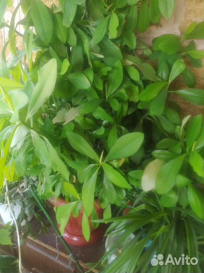 Синадениум Гранта Молочай