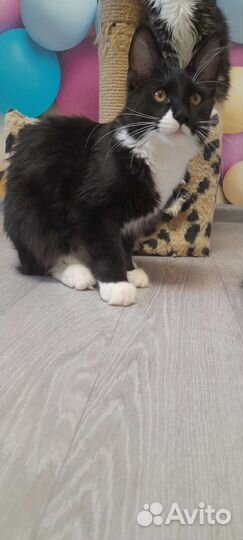 Котята мейн кун