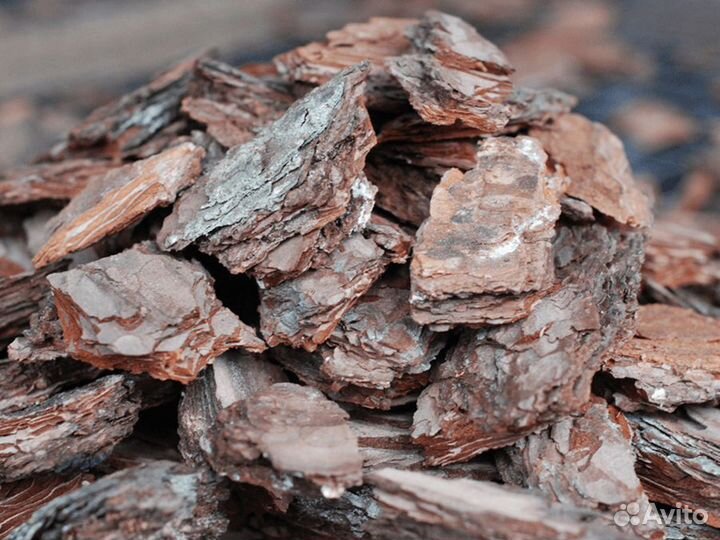 Кора от сосны