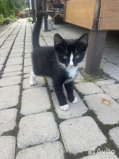 Отдам котенка в добрые руки