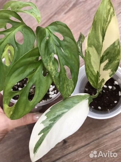 Монстеры вариегатные