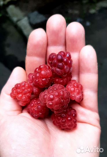 Саженцы Малины