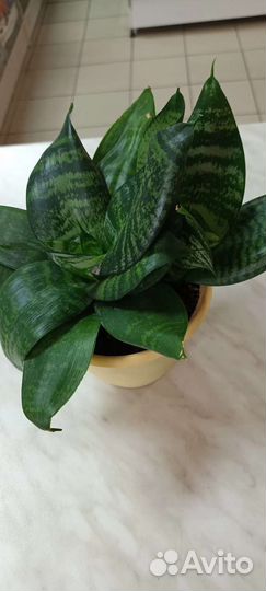 Сансевиерия