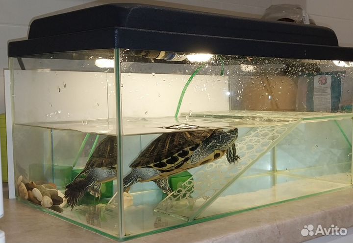 Красноухая черепаха бесплатно с аквариумом
