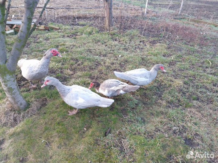 Семья индоуток