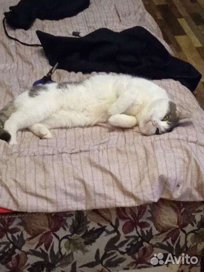 Передержка животных