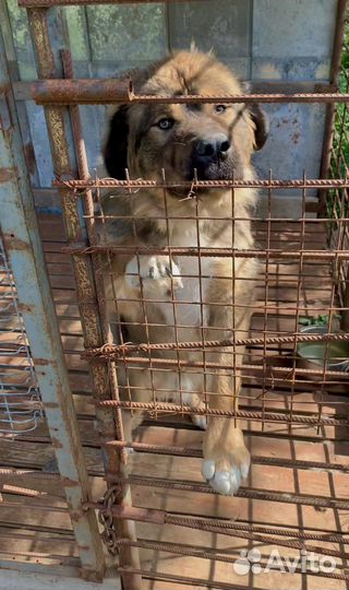 Собака алабай