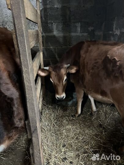 Телки, нетель