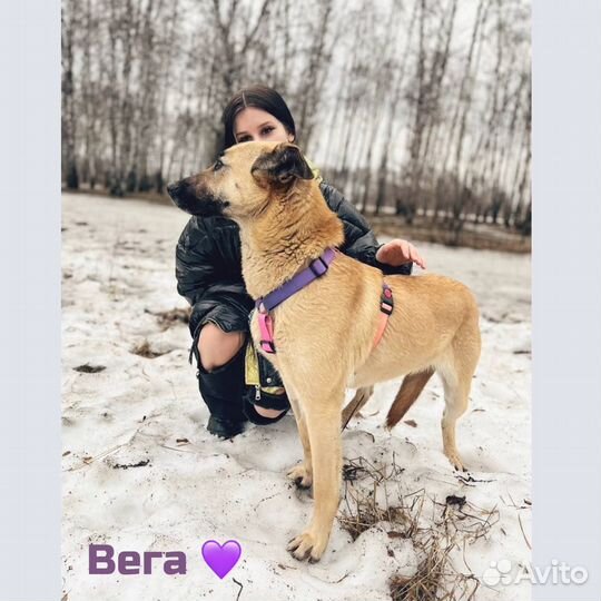 Собака в добрые руки